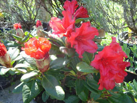 Rhododendron repens 'Scarlet Wonder'